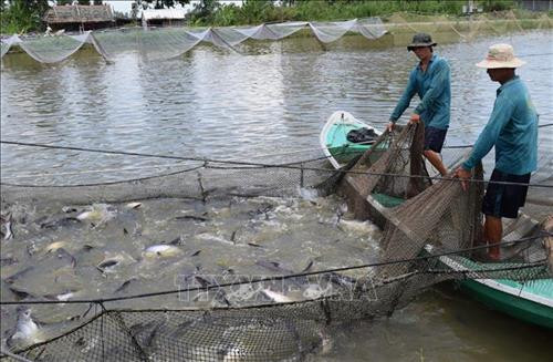 Xây dựng hình ảnh, thương hiệu cá tra: Nhu cầu bức thiết