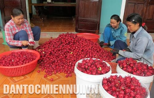 Atiso đỏ - Cây cho hiệu quả kinh tế cao ở Phong Điền