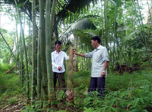 Trồng tre lấy măng giúp nông dân Sơn Phú thoát nghèo