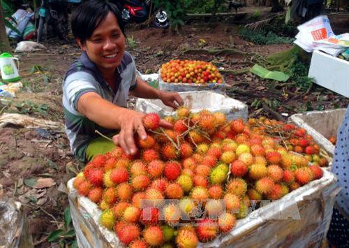Chôm chôm Bến Tre chính vụ trúng giá, nông dân phấn khởi