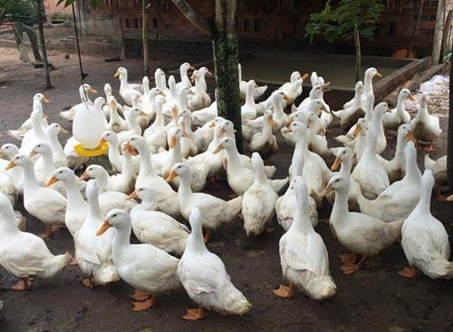 Bình Thuận: Áp dụng công nghệ mới phát triển chăn nuôi vịt