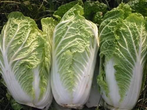 Kỹ thuật trồng cây cải thảo đơn giản, cho năng suất cao