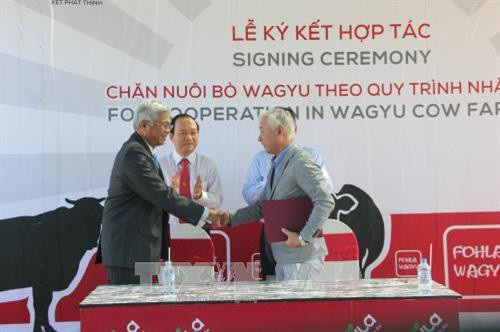 Doanh nghiệp Việt Nam và Nhật Bản hợp tác nuôi bò Waguy