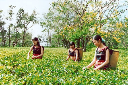 Du lịch Gia Lai trong liên kết phát triển du lịch Việt Nam - Lào - Campuchia