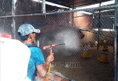 4 tỉnh, thành xuất hiện dịch cúm gia cầm A/H5N6