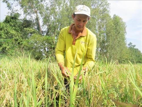 Trồng lúa nếp IR 4625 cho năng suất cao ở Đồng Tháp