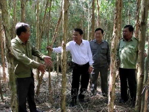 Nhiều diện tích rừng Cà Mau đối mặt với nguy cơ cháy cao