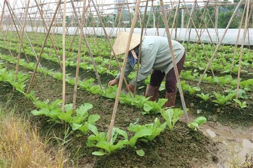 Trên những cánh đồng Hà Nội mùa dịch 