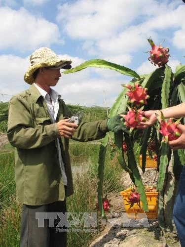 Kỹ thuật phòng chống bệnh đốm nâu hại thanh long