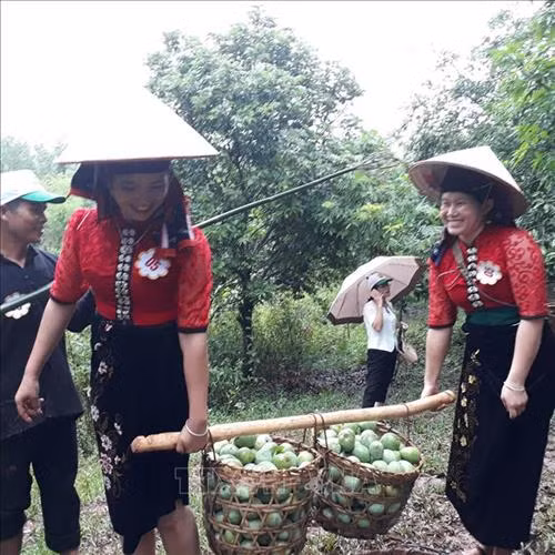Khai mạc Ngày hội xoài Yên Châu năm 2019 và công bố nhãn hiệu chứng nhận chuối Yên Châu