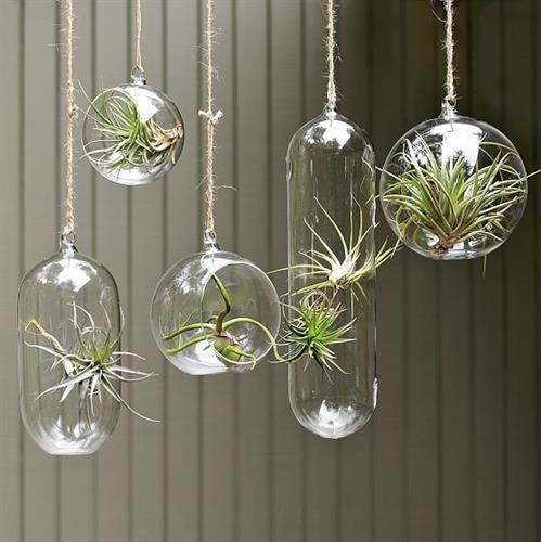 Cách trồng cây không khí cho căn phòng tươi xinh