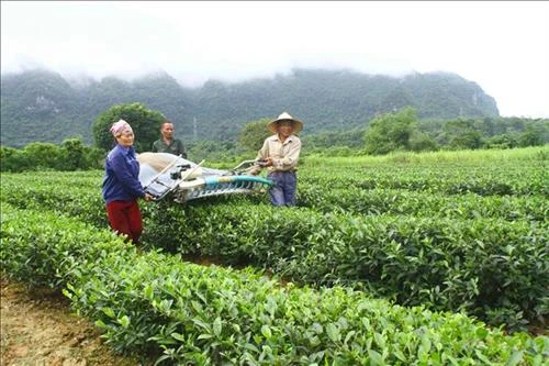 Trồng chè giúp bà con vùng cao Con Cuông tăng thu nhập