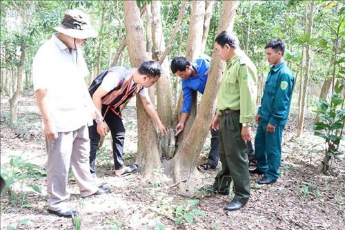 Cộng đồng người Bahnar chăm sóc, bảo vệ cây trắc quý hiếm