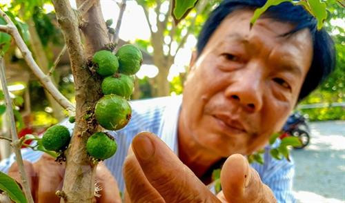 Độc đáo vườn nho thân gỗ cho hiệu quả kinh tế cao của ông Huỳnh Công Thống