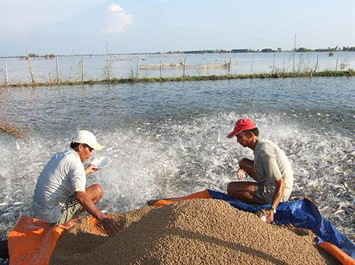 Quy định mới quản lý thức ăn chăn nuôi, thủy sản