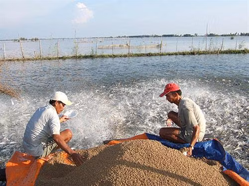 Quy định mới quản lý thức ăn chăn nuôi, thủy sản
