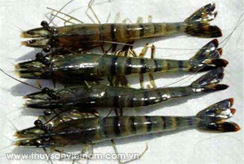 Bệnh thiếu dinh dưỡng trên tôm sú