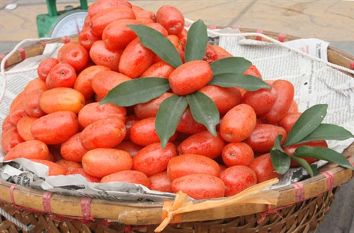 Những vị thuốc quý từ quả nhót