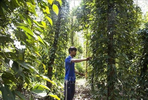 Phát triển mạnh mô hình tiêu leo tràm ở Gò Quao
