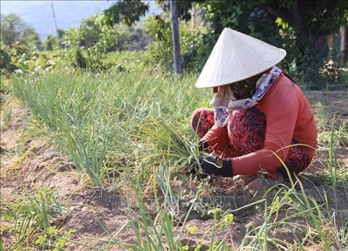 Trồng hành tím cho thu nhập cao ở Ninh Thuận