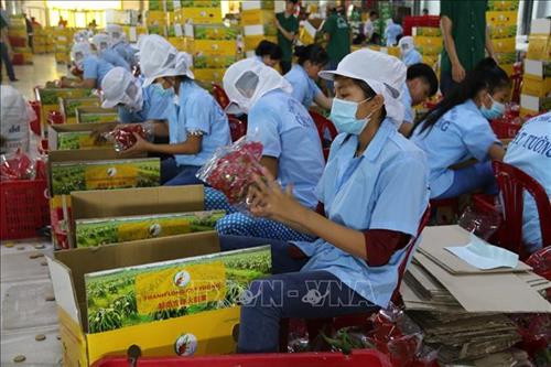 Xuất khẩu rau quả giảm nhẹ, đạt hơn 2,3 tỷ USD