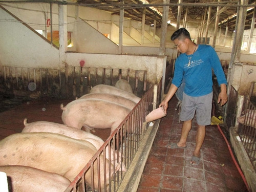 Anh Nguyễn Hữu Nhân làm giàu nhờ mô hình trang trại sạch