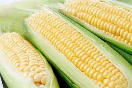 Khám phá 12 công dụng tuyệt vời của ngô