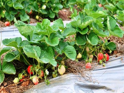 Cách trồng dâu tây ở xứ nóng