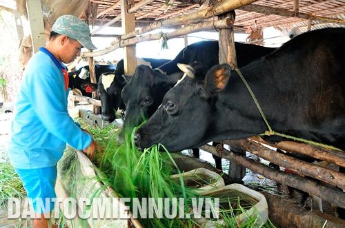 Phát triển chăn nuôi bò sữa ở Sóc Trăng