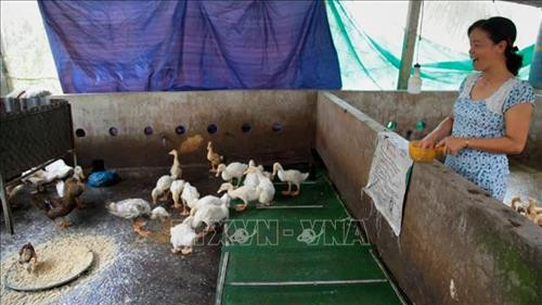 Kiên Giang chuyển đổi vật nuôi sau ảnh hưởng của dịch tả lợn châu Phi