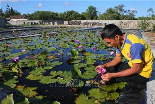 Anh Huỳnh Văn Khanh trồng hoa súng thu nhập hàng trăm triệu đồng
