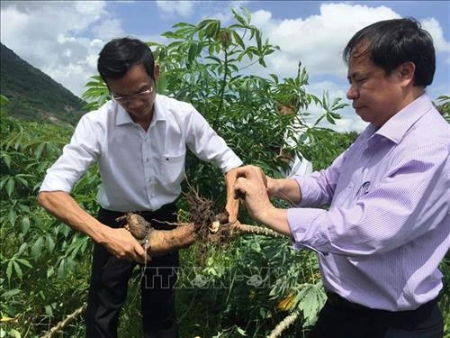 Phòng, chống bệnh khảm lá virus gây hại cây sắn