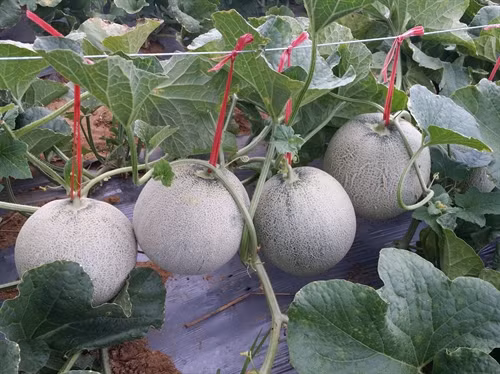 Mô hình trồng dưa lưới cho hiệu quả kinh tế cao