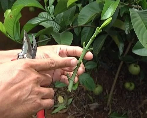 Kĩ thuật ghép cây tai chua