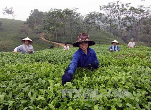 Xây dựng thương hiệu chè Phú Thọ