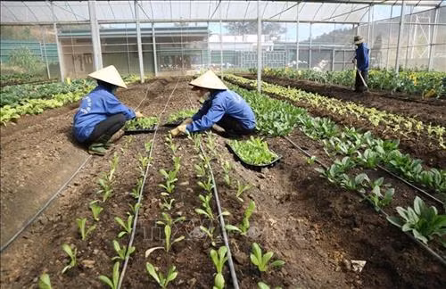 Áp dụng bộ tiêu chuẩn thúc đẩy phát triển sản phẩm nông nghiệp hữu cơ từ sản xuất đến tiêu thụ