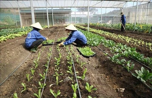 Áp dụng bộ tiêu chuẩn thúc đẩy phát triển sản phẩm nông nghiệp hữu cơ từ sản xuất đến tiêu thụ