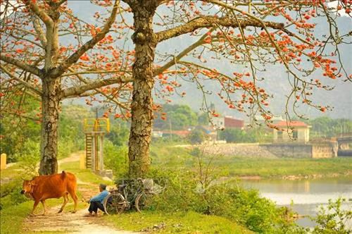 Rực đỏ Hoa gạo tháng 3