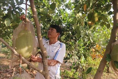 Khuyến cáo trồng mít Thái theo quy hoạch