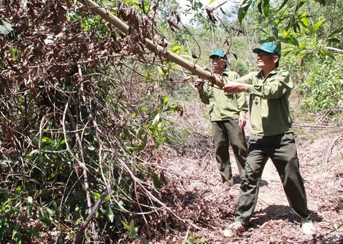 Đắk Lắk nguy cơ xảy cháy tại khu vực rừng bị đổ, chết khô sau bão