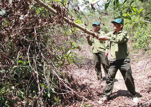Đắk Lắk nguy cơ xảy cháy tại khu vực rừng bị đổ, chết khô sau bão