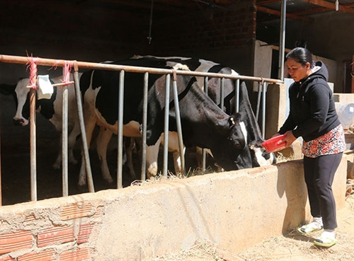 Bò sữa giúp người dân tộc thiểu số thu nhập ổn định