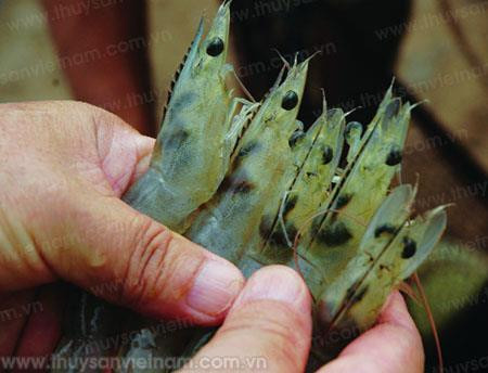 Phòng bệnh đúng cách cho tôm thẻ chân trắng