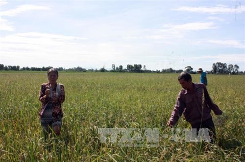 Chuột cắn nát hơn 500 ha lúa ở Kiên Giang