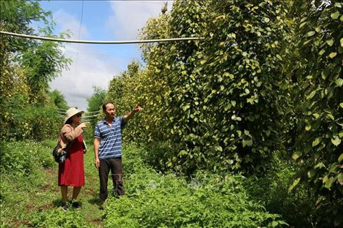 Hướng đi mới hiệu quả của nông dân Gia Lai