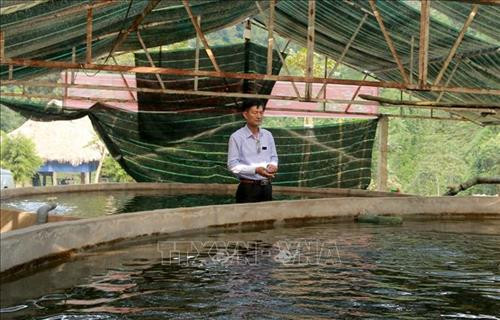 Làm giàu nhờ mô hình nuôi cá hồi trên đỉnh núi Pù Rinh