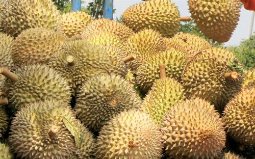 Đắk Nông: Lại chuyện sầu riêng “bẩn”
