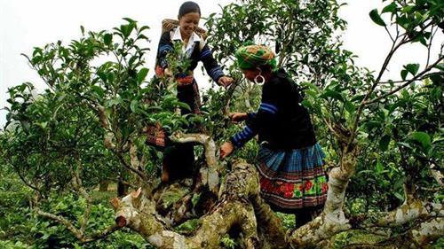 Chuyện về rừng chè cổ thụ với những cây chè có đường kính hơn 1m ở Yên Bái