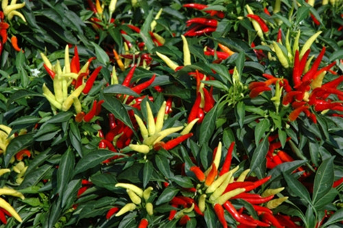 Giá ớt tại Trà Vinh tăng cao kỷ lục