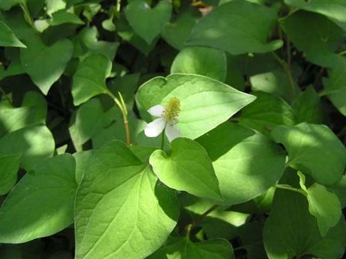 Kỹ thuật trồng và bón phân cho cây rau diếp cá